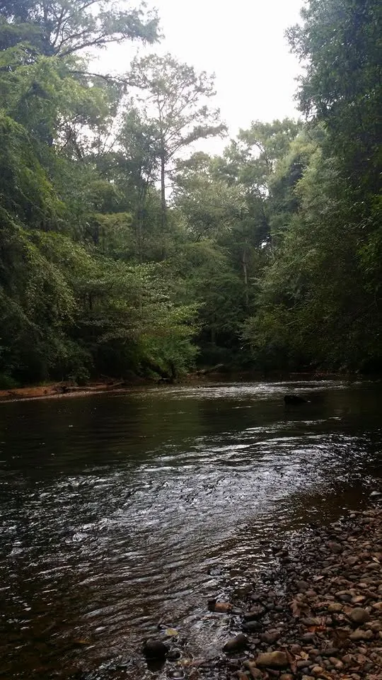 Autauga Creek flowing past a pebble bank under a tall canopy of trees