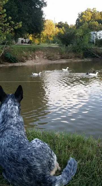 A dog on the grassy bank watching ducks swim on the water